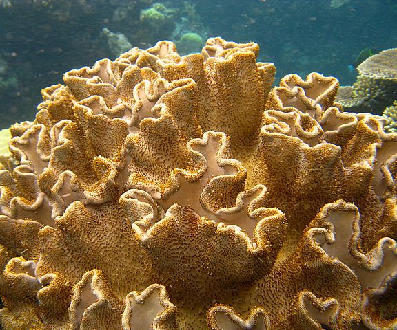 real coral